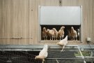 Hühner vor einem Stall. 