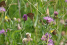 Schmetterling auf Kornblume