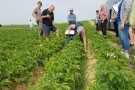 In einem Kartoffelfeld mit Zwischenbegrünung wird eine Bodenprobe entnommen 