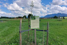 Obstbaumsetzling auf der Wiese mit Infoschild