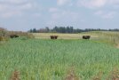 Die Auerochsen auf der Weide. 