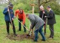 Mehrere Männer graben ein Loch, um einen Apfelbaum zu pflanzen. 
