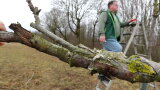 Ein Mann steht im Hintergrund auf einer Leiter, im Vordergrund ein Ast mit Veredelung.