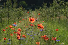 Mohn- und Kornblumen zwischen jungen Obstbäumen