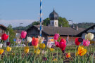 Im Hintergrund ist ein Kirchturm zu sehen, im Vordergrund blühende Tulpen.