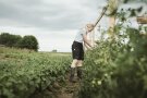 Maria beim Fixieren der Tomatenstauden. 