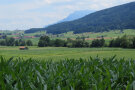 Wiesen und Felder vor einem bewaldeten Hang