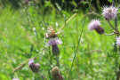 Schmetterling auf einer Distelblüte