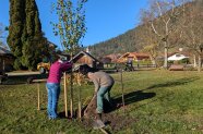 Personen beim Pflanzen eines Baumes