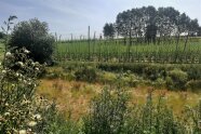 Begrünung am Rande eines Hopfenfeldes
