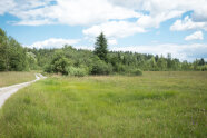 Ein Bild von einer Landschaft mit Wiese, Bäumen und Sträuchern.