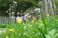 Blumenwiese mit Gartenzaun.