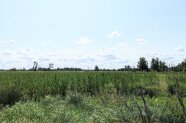 Moorlandschaft mit verschiedenen typischen Pflanzen