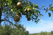 Obstbaumwiese mit einem Zweig Birnen