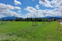 Streuobswiese vor Bergkulisse