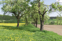 Eine Streuobstwiese mit blühenden Obstbäumen. 