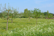 Eine grüne Landschaft mit Streuobstbäumen.
