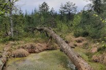 Umgestürzter Baum an einem Moor