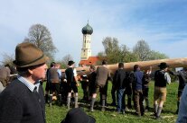 Mehrere Männer stellen vor einer Kirche einen Maibaum auf. 