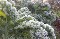 Grünkohlpplanze mit Frost