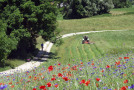 Auf der Blumenwiese im Vordergrund blühen Korn- und Mohnblumen. Dahinter ein Traktor bei der Heumahd.