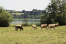 Im Vordergrund grasen Kühe, dahinter liegt der Waginger See. Die Reduktion des Nitrateintrags in den See ist ein Hauptziel in der ILE Waginger See - Rupertiwinkel. 