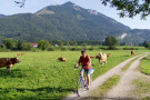 Vor der Alpenkulisse bei Schleching fährt eine Radlerin auf einem neuen Kiesweg. Auf den angrenzenden Wiesen weiden Fleckviehkühe. 