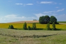 Die Wiese mit getrocknetem Heu im Vordergrund, das Sonnenblumenfeld in der Bildmitte und das Getreidefeld im Hintergrund werden alle parallel zum Hang bewirtschaftet und sind von bewachsenen Ranken untergliedert.