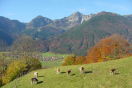 Kühe stehen auf der Weide vor einem oberbayerischen Dorf im Achental