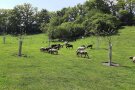 Eine grüne Wiese mit Streuobstbäumen. Auf der Wiese grasen Pferde.